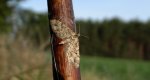 Grotnik skrótnik (Eupithecia abbreviata) lub Grotnik nierysek (Eupithecia innotata)