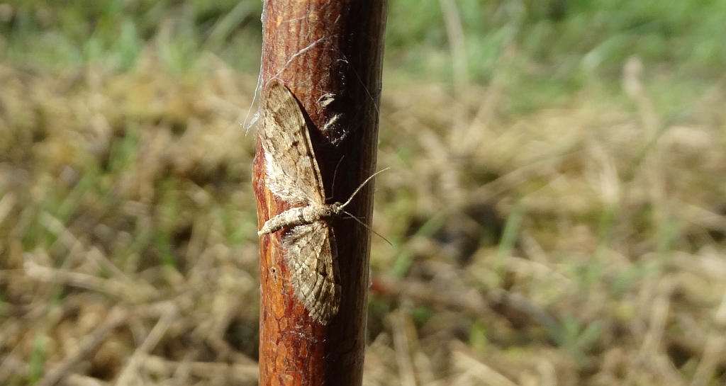 Grotnik skrótnik (Eupithecia abbreviata) lub Grotnik nierysek (Eupithecia innotata)