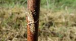 Grotnik skrótnik (Eupithecia abbreviata) lub Grotnik nierysek (Eupithecia innotata)