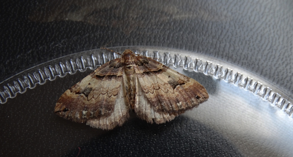 Paśnik dwurzeczek (Xanthorhoe biriviata)
