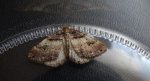 Paśnik dwurzeczek (Xanthorhoe biriviata)