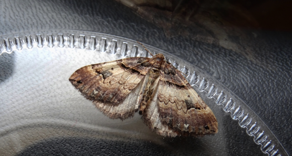 Paśnik dwurzeczek (Xanthorhoe biriviata)