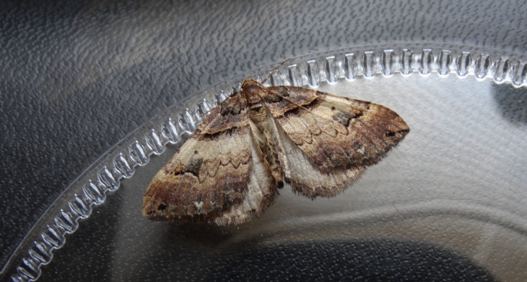 Paśnik dwurzeczek (Xanthorhoe biriviata)