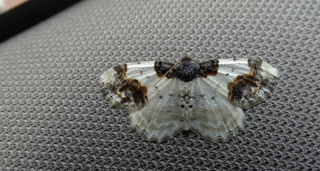 Plamiec trzmieliniak (Ligdia adustata)