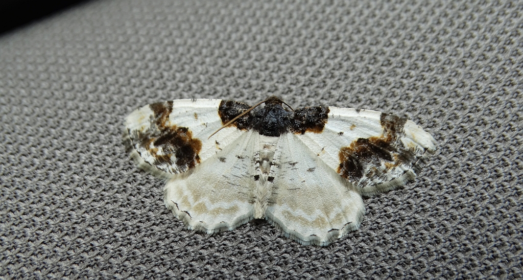 Plamiec trzmieliniak (Ligdia adustata)