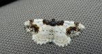Plamiec trzmieliniak (Ligdia adustata)