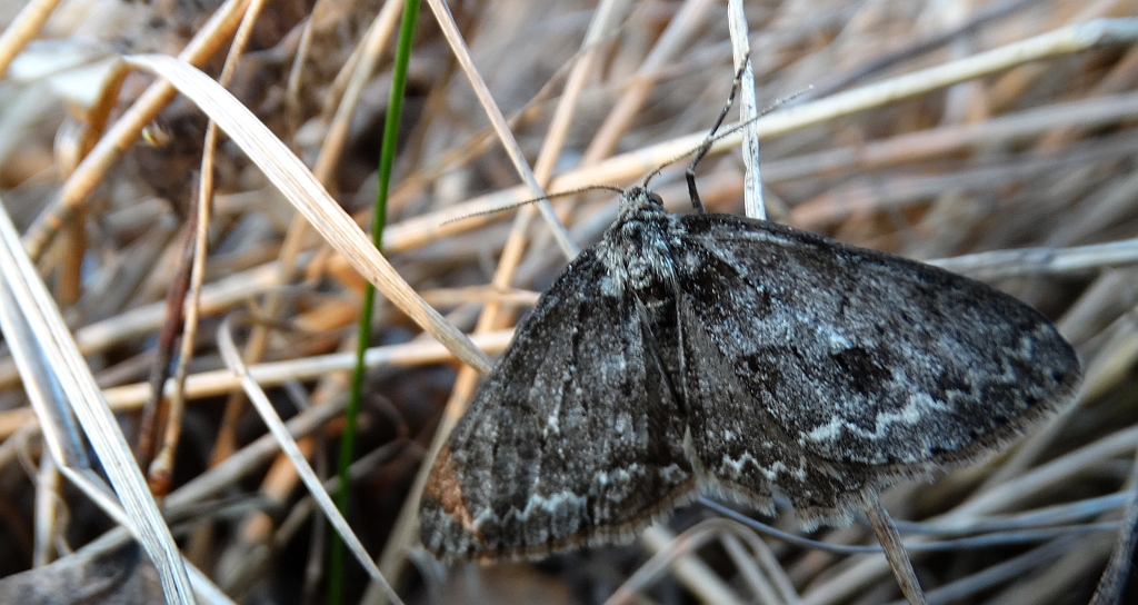 Przylepek pomrocznik (Ectropis crepuscularia)