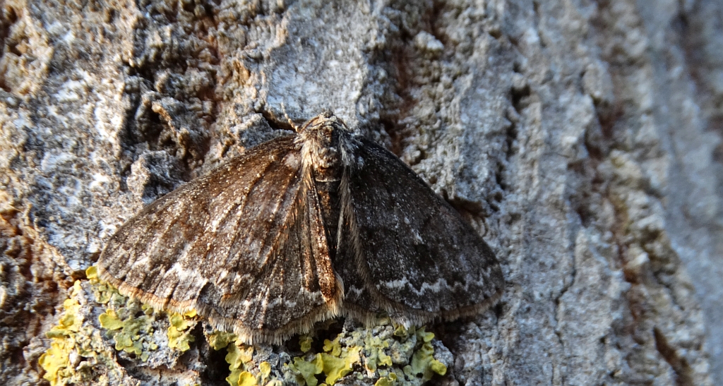 Przylepek pomrocznik (Ectropis crepuscularia)