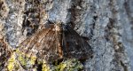 Przylepek pomrocznik (Ectropis crepuscularia)