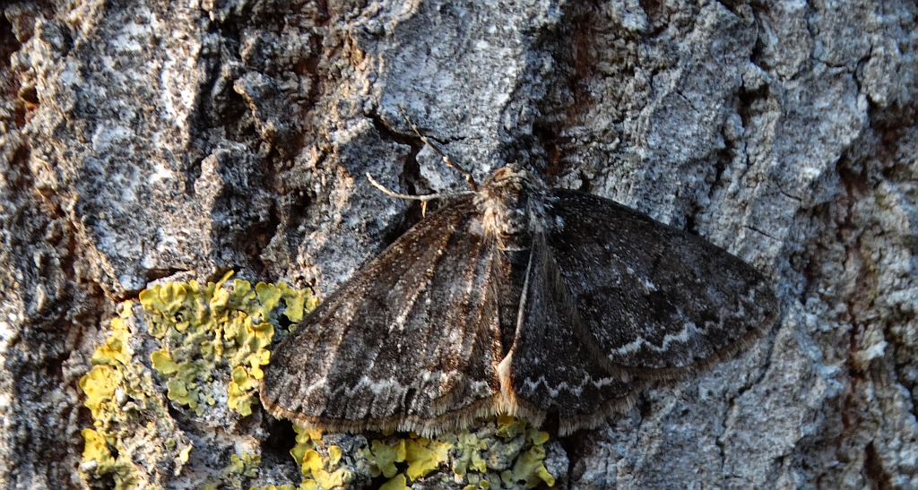 Przylepek pomrocznik (Ectropis crepuscularia)