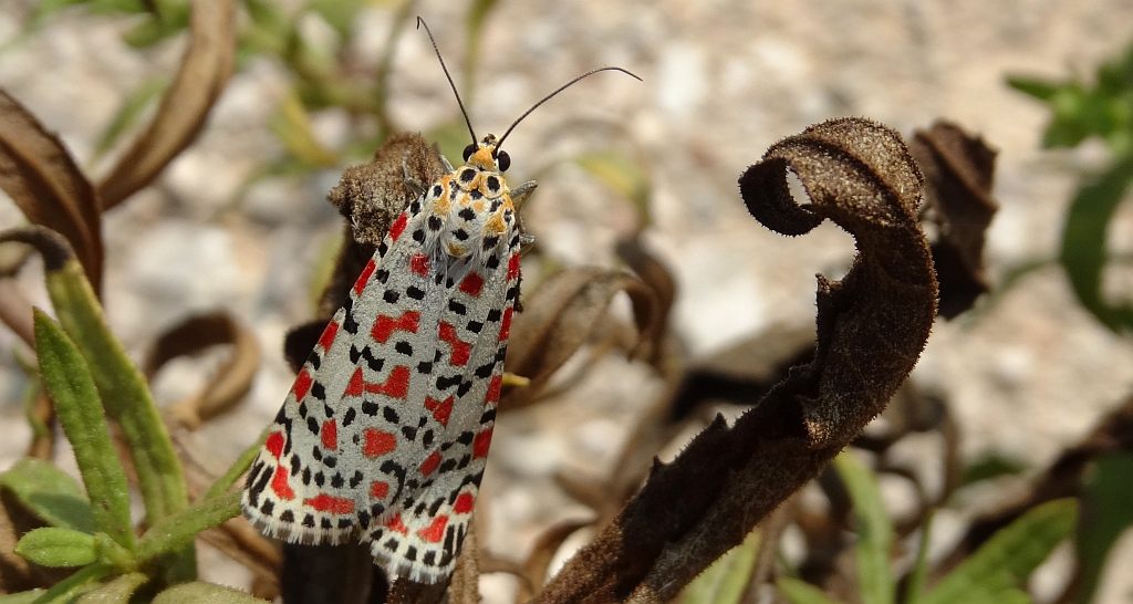 Pstrokówka nadobna (Utetheisa pulchella)