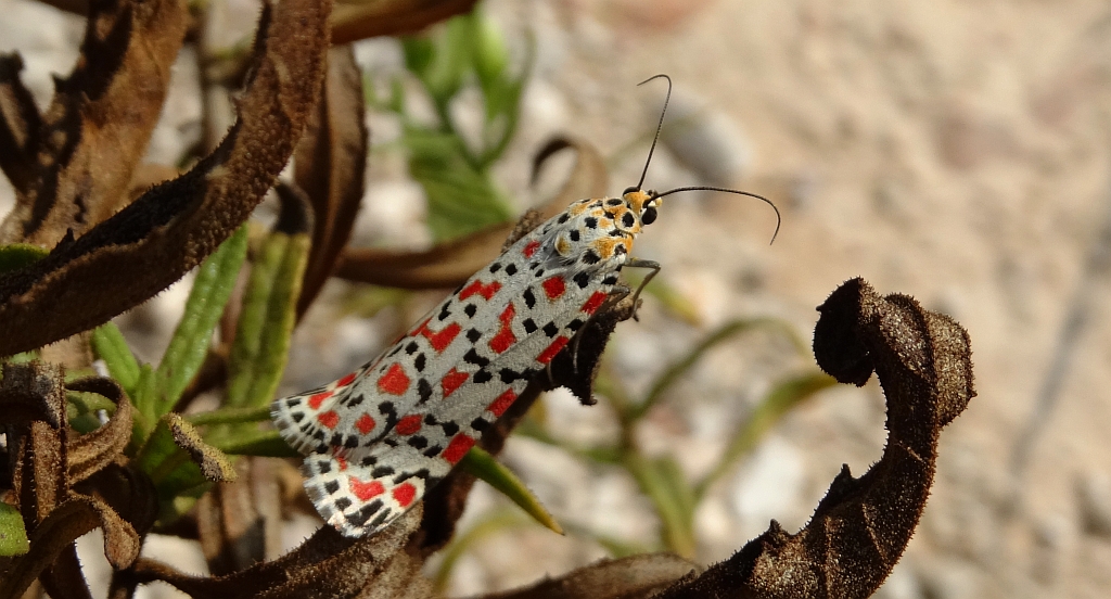 Pstrokówka nadobna (Utetheisa pulchella)