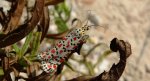 Pstrokówka nadobna (Utetheisa pulchella)