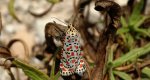 Pstrokówka nadobna (Utetheisa pulchella)