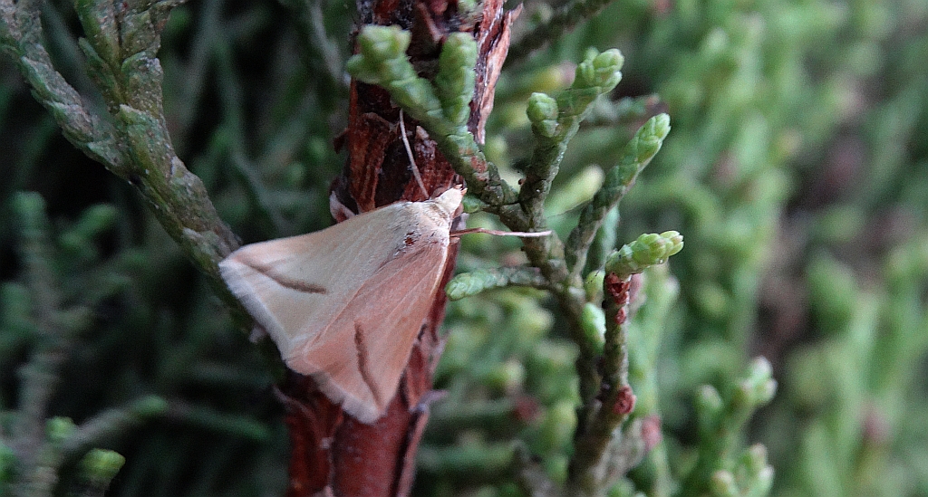Ogniwaczek miodowiak (Aspitates gilvaria)