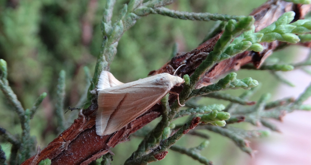 Ogniwaczek miodowiak (Aspitates gilvaria)