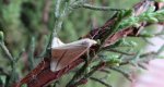 Ogniwaczek miodowiak (Aspitates gilvaria)