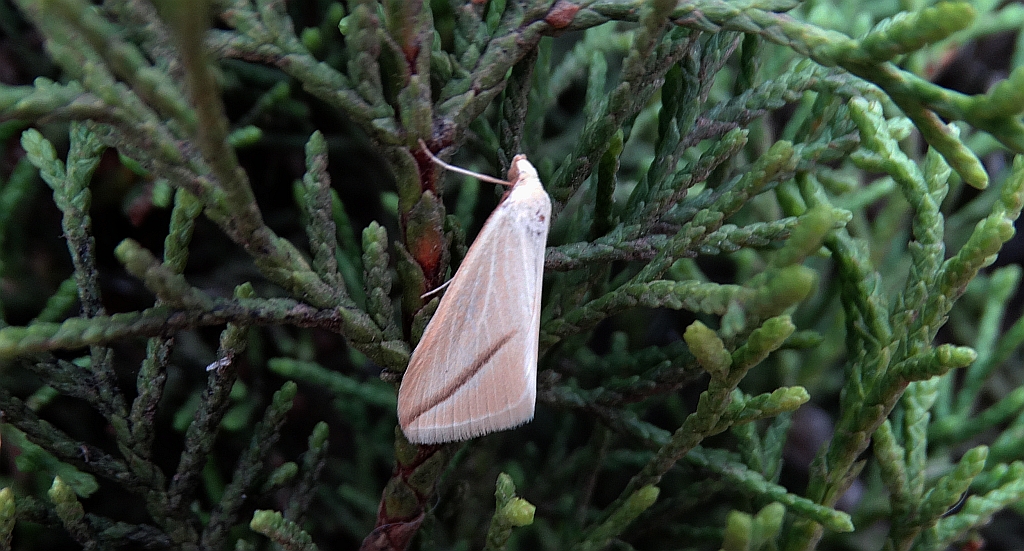 Ogniwaczek miodowiak (Aspitates gilvaria)
