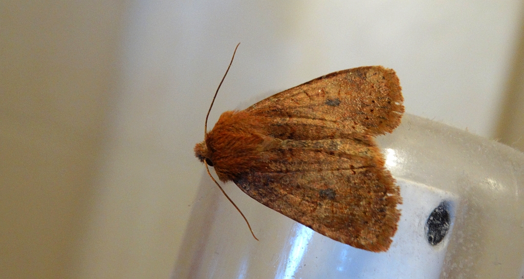 Porożnica jagodówka (Conistra vaccinii)