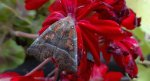 Szczerbówka ksieni (Scoliopteryx libatrix)