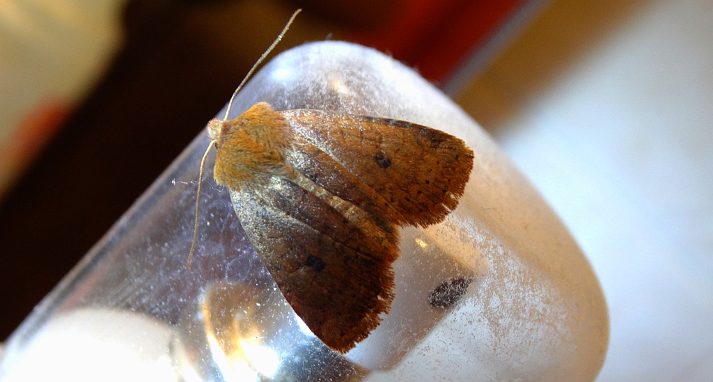 Porożnica jagodówka (Conistra vaccinii)