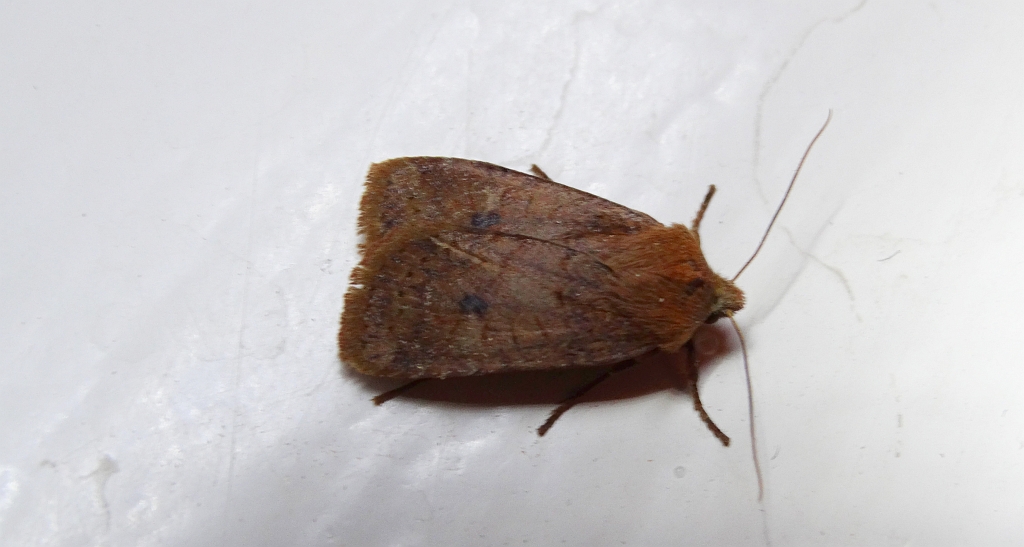 Porożnica jagodówka (Conistra vaccinii)