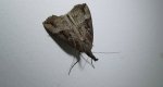 Rozszczepka nosatka (Hypena rostralis)