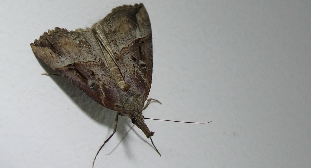 Rozszczepka nosatka (Hypena rostralis)