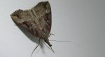 Rozszczepka nosatka (Hypena rostralis)