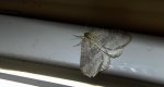 Paśnik grabowiak (Epirrita christyi)