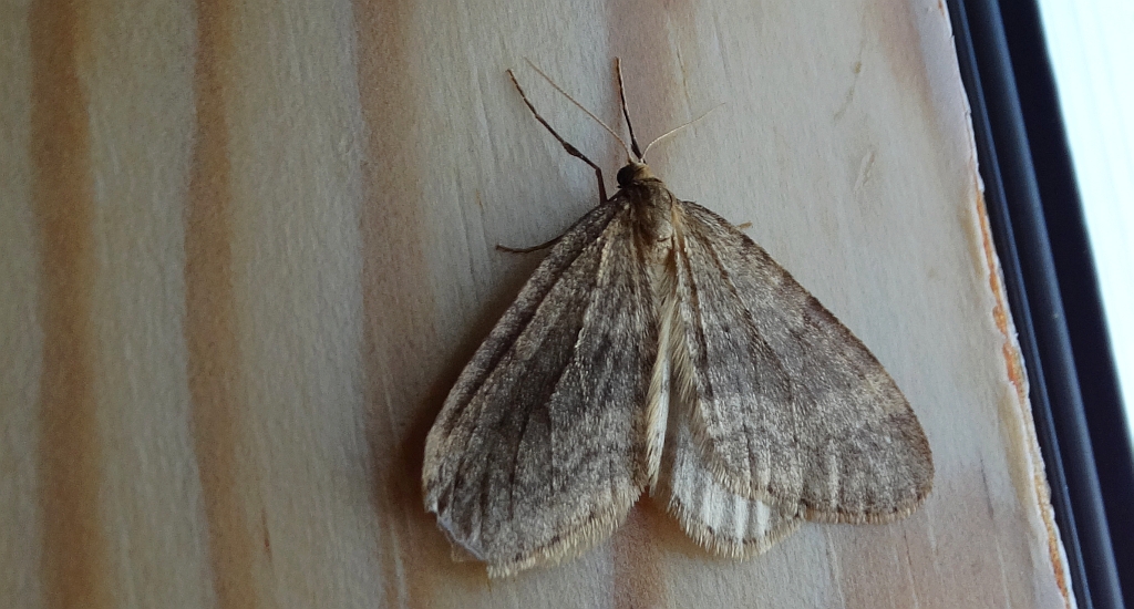 Paśnik grabowiak (Epirrita christyi)