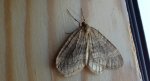 Paśnik grabowiak (Epirrita christyi)