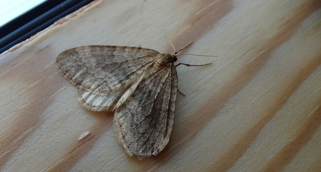 Paśnik grabowiak (Epirrita christyi)