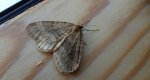 Paśnik grabowiak (Epirrita christyi)
