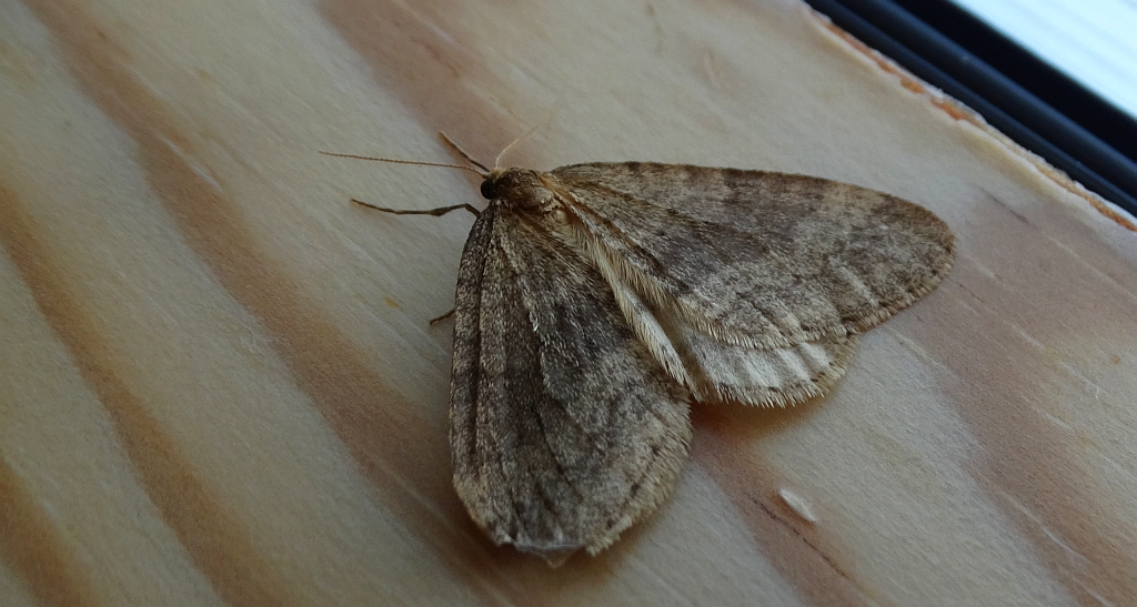 Paśnik grabowiak (Epirrita christyi)