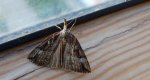 Rozszczepka nosatka (Hypena rostralis)