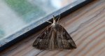Rozszczepka nosatka (Hypena rostralis)