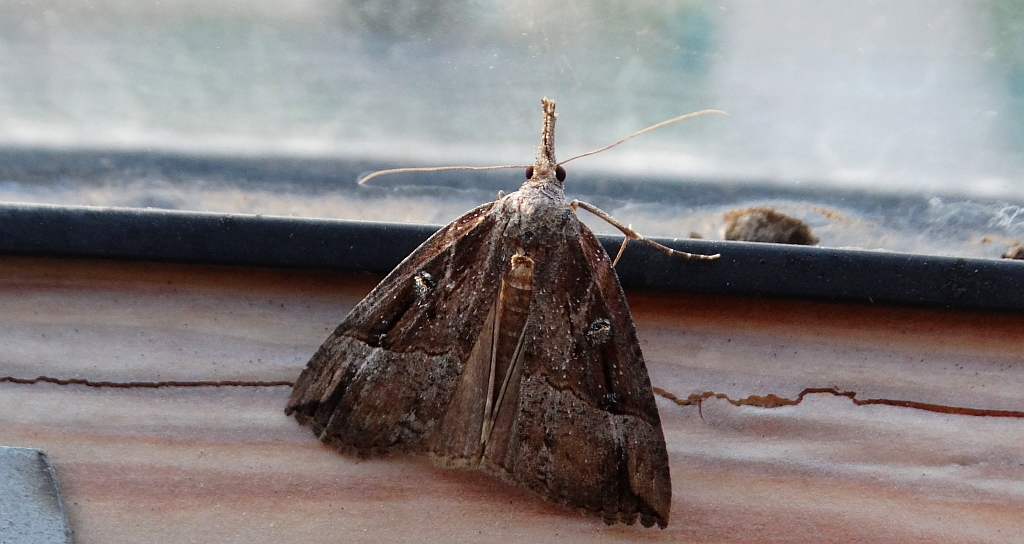 Rozszczepka nosatka (Hypena rostralis)