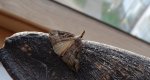 Rozszczepka nosatka (Hypena rostralis)