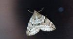 Paśnik juniperata (Thera juniperata)
