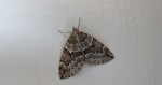 Paśnik juniperata (Thera juniperata)