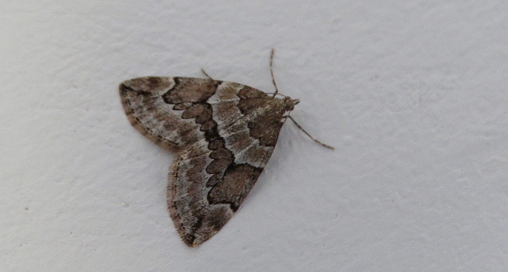 Paśnik juniperata (Thera juniperata)