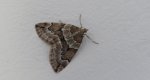 Paśnik juniperata (Thera juniperata)