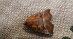 Szczerbówka ksieni (Scoliopteryx libatrix)