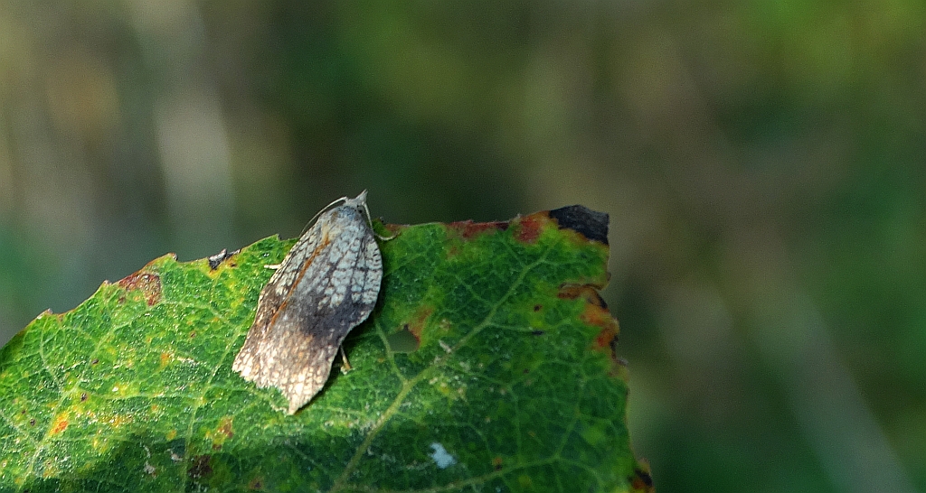 Acleris emargana