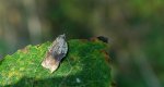 Acleris emargana