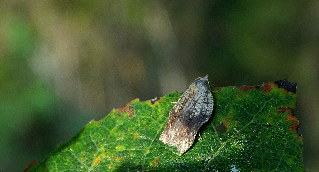 Acleris emargana