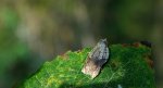 Acleris emargana