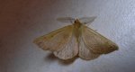 Mrzonka pierzak (Colotois pennaria)