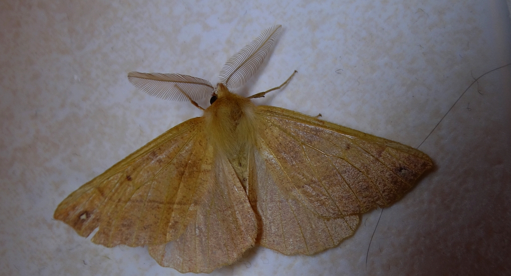 Mrzonka pierzak (Colotois pennaria)